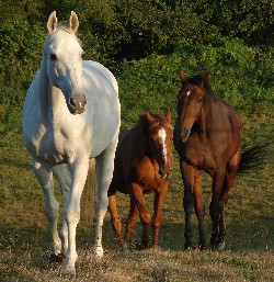 PATHOLOGIES EQUINES