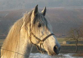 PRODUIT POUR LE CHEVAL PRODUIT POUR LE CHEVAL