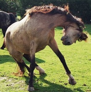rencontre milieu cheval