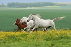 PRODUIT POUR LE CHEVAL PRODUIT POUR LE CHEVAL