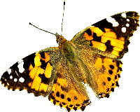 AJC Nature