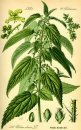 AJC Nature - Ortie
