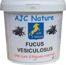 FUCUS VESICULEUX