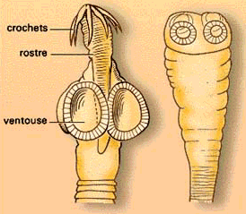 Quels parasites sont chez les chats de la photo