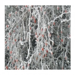CYNORRHODON BIO