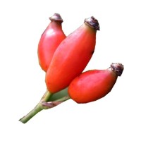 CYNORRHODON BIO