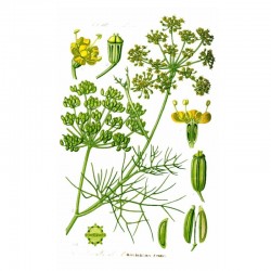 FENOUIL BIO | Cheval