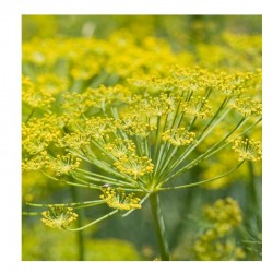 FENOUIL BIO | Cheval