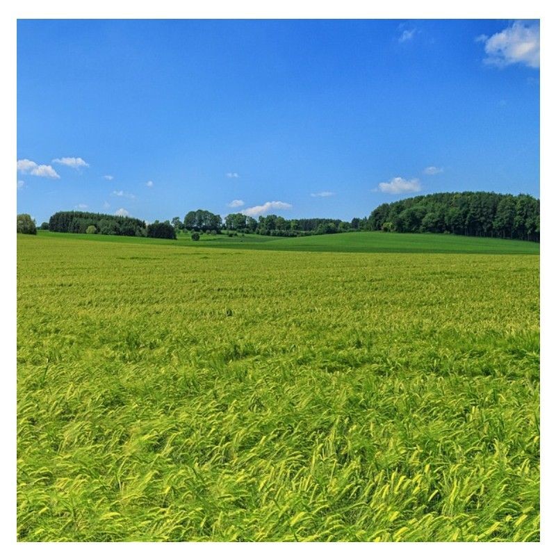 MÉLANGE PRAIRIE | Cheval