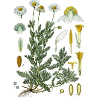 Camomille Matricaire