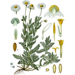 Camomille Matricaire