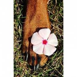 Analyse minérale des poils de votre chien avec bilan nutritionnel Personnalisé