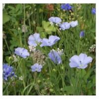 Mélange de fleurs mellifères pour réintroduire de la biodiversité dans nos campagnes.