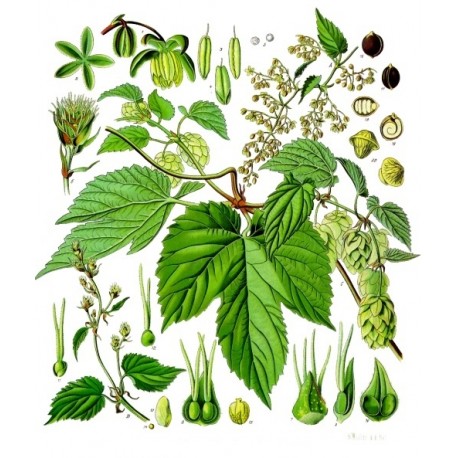Houblon