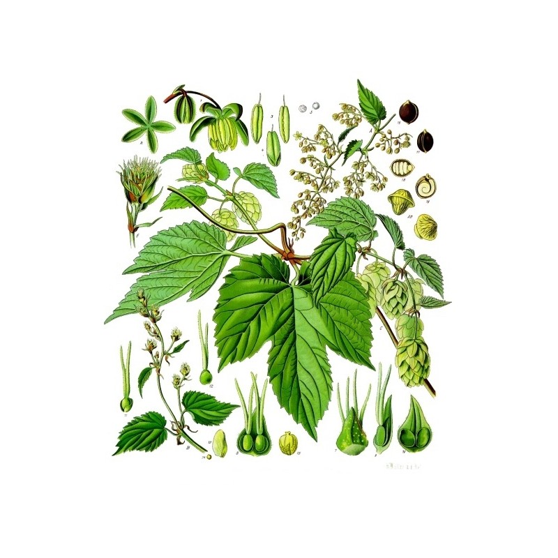 Houblon