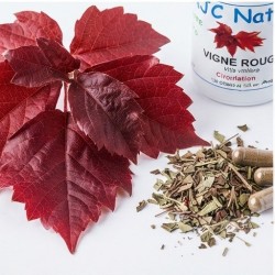 G547 Vigne rouge bio plante