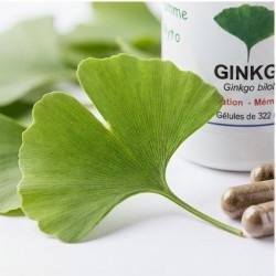 G524 Ginkgo biloba bio plantes