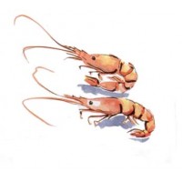 GÉLULES CHITOSAN