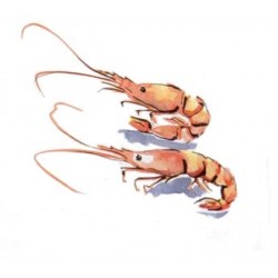 GÉLULES CHITOSAN