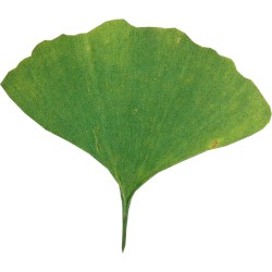 GÉLULES GINKGO BIO