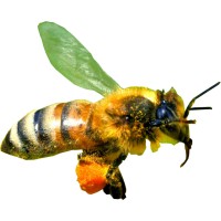 GÉLULES PROPOLIS BIO