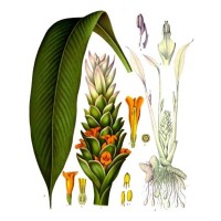 CURCUMA BIO | Cheval