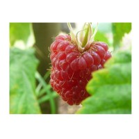 FRIANDISES FRAMBOISES | Cheval