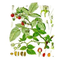 FRIANDISES FRAMBOISES | Cheval