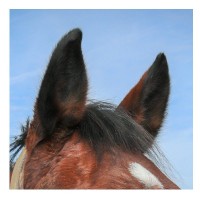 SOINS DES OREILLES | Cheval