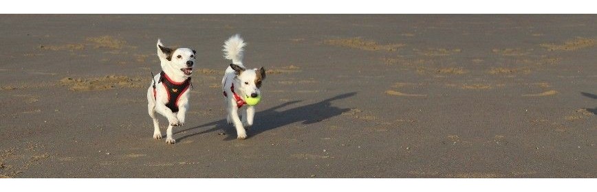 FRIANDISES NATURELLES POUR CHIEN