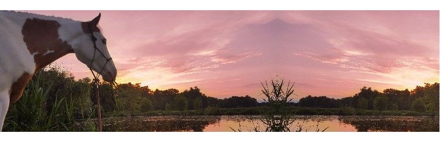 Complément alimentaire pour chevaux âgés | AJC Nature
