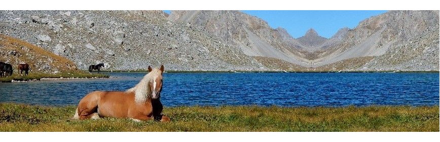 Plantes médicinales pour l'élevage du cheval | AJC Nature