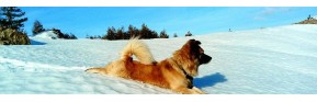Compléments alimentaires spéciaux pour chiens âgés | AJC Nature