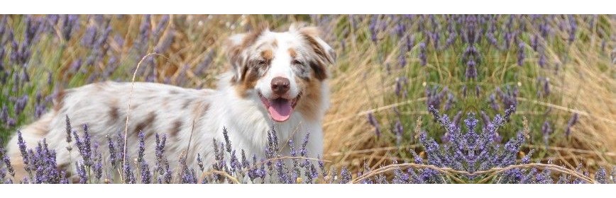 Chienne gestante ou allaitante Gamme complète pour aider votre chienne gestante| AJC Nature
