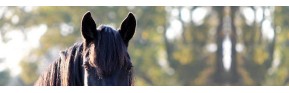 Lotions d'hygiène pour les yeux et les oreilles du cheval | AJC Nature