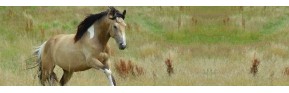 Choisir la bonne alimentation du cheval sous Cushing | AJC Nature