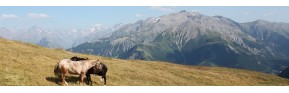 Cushing du cheval, action dopaminergique | AJC Nature
