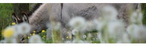 Feed back négatif pour un cheval atteint d'un cushing | AJC Nature