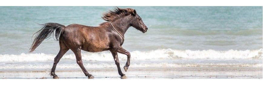 Cushing : Drainage et Détoxination Drainage et détox du cheval en cas de Cushing | AJC Nature