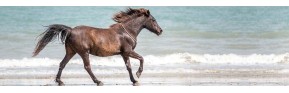 Drainage et détox du cheval en cas de Cushing | AJC Nature