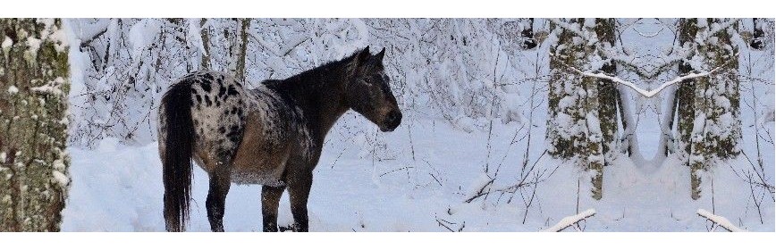 Teigne Cheval | Dossier Santé | AJC Nature