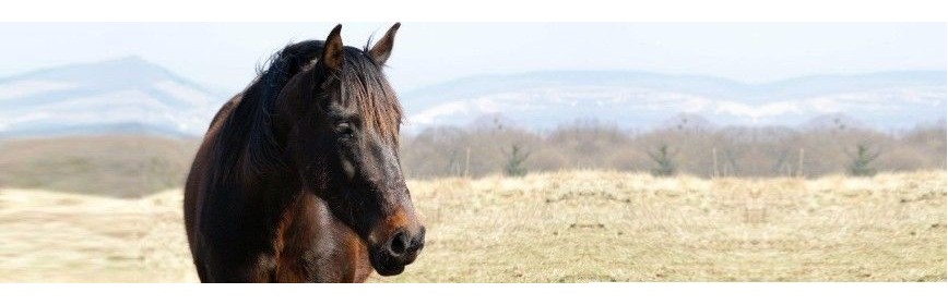 Gale (acarien) Gale Cheval | Dossier Santé | AJC Nature