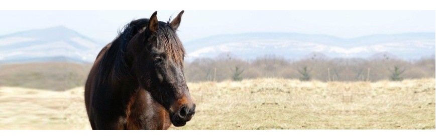 Gale Cheval | Dossier Santé | AJC Nature