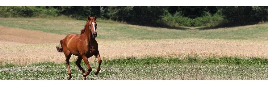 PACK CUSHING Pack Cushing pour le cheval (plantes médicinales) | AJC Nature