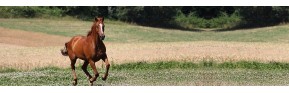 Pack Cushing pour le cheval (plantes médicinales) | AJC Nature