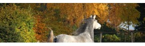 Plantes médicinales spéciales "Automne" pour le cheval | AJC Nature