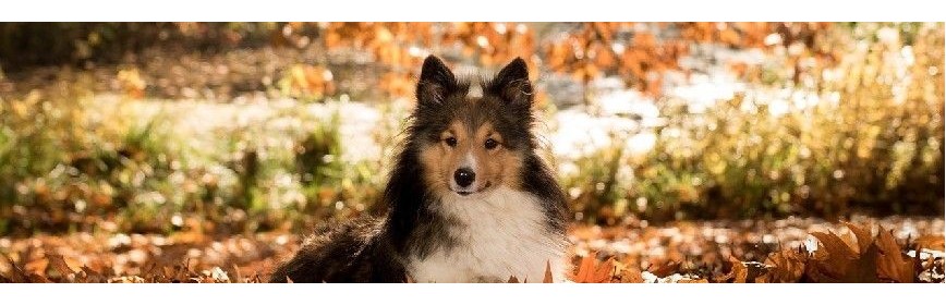 Produits d'Automne Cure d'automne, drainage et vitamines pour le chien | AJC Nature