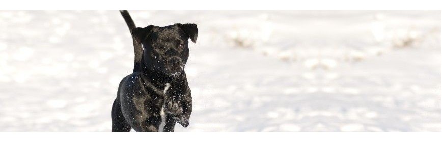 Cure d'hiver, immunité et vitamines pour le chien | AJC Nature