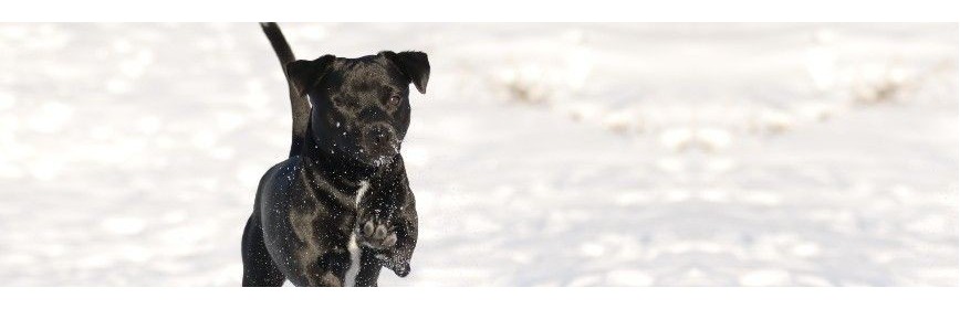 Produits d'Hiver Cure d'hiver, immunité et vitamines pour le chien | AJC Nature