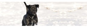 Complément alimentaire d'hiver pour le chien : immunité et vitamines pour le chien | AJC Nature